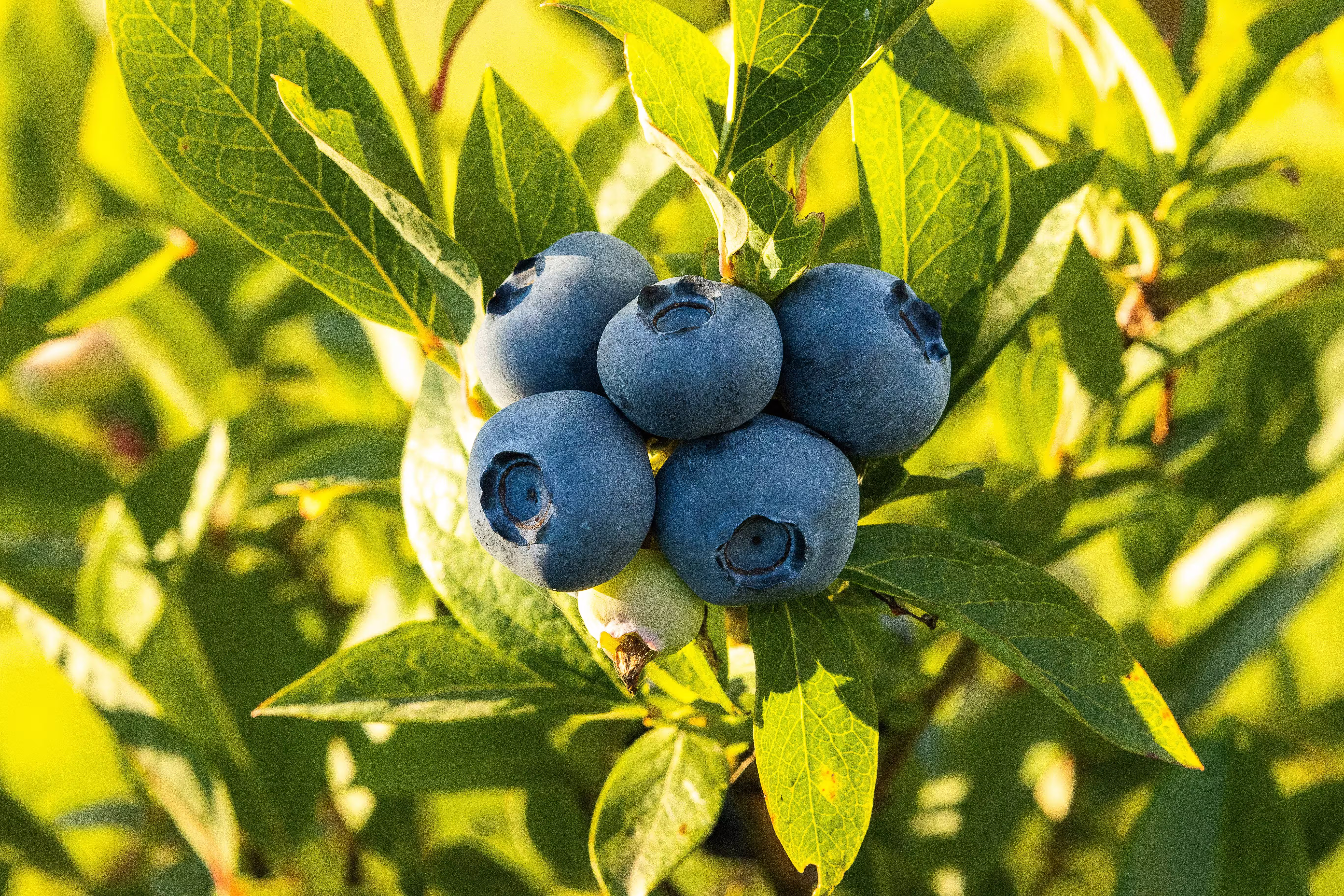 Blueberries on wooden table